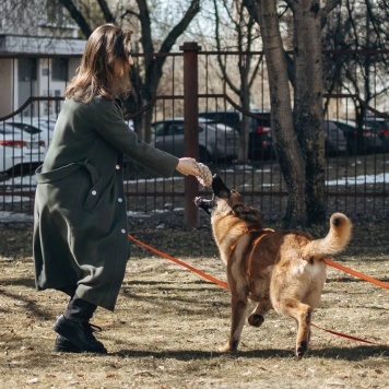 Собаки в добрые руки - Микки - 1