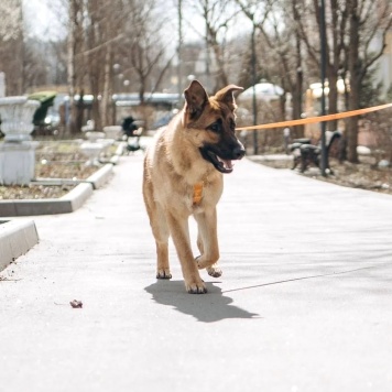 Собаки в добрые руки - Микки - 2