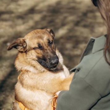 Собаки в добрые руки - Микки - 3