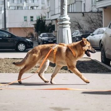 Собаки в добрые руки - Микки - 4