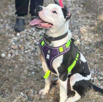 Собаки в добрые руки - Кент