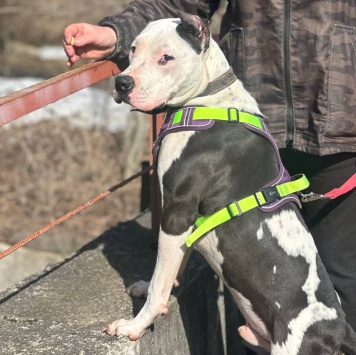 Собаки в добрые руки - Кент - 1