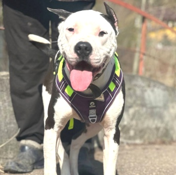 Собаки в добрые руки - Кент - 2