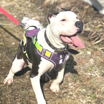 Собаки в добрые руки - Кент - 3