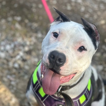 Собаки в добрые руки - Кент - 4