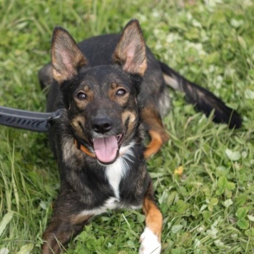 Долли - Собаки в добрые руки