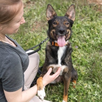 Собаки в добрые руки - Долли - 1