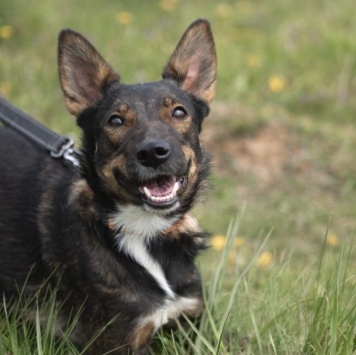 Собаки в добрые руки - Долли - 2