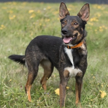 Собаки в добрые руки - Долли - 3