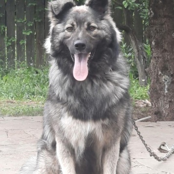 Собаки в добрые руки - Тео