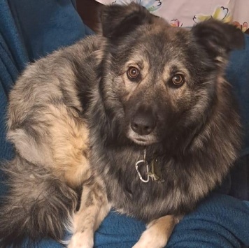 Собаки в добрые руки - Тео - 1