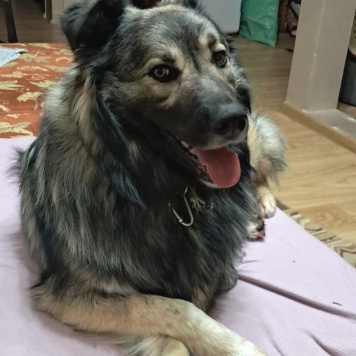 Собаки в добрые руки - Тео - 2