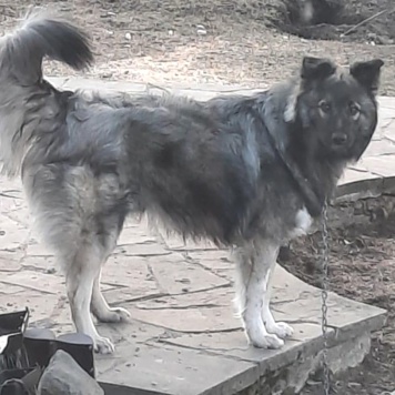 Собаки в добрые руки - Тео - 3