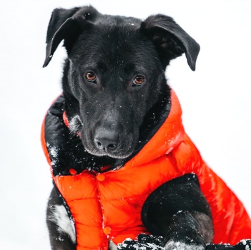 Собаки в добрые руки - Ваниль