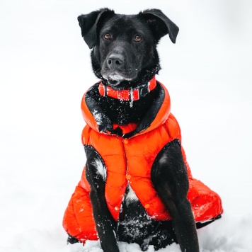 Собаки в добрые руки - Ваниль - 1