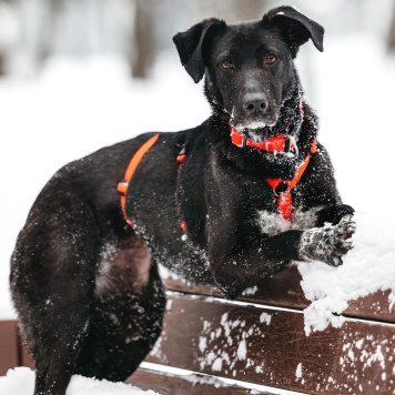 Собаки в добрые руки - Ваниль - 2