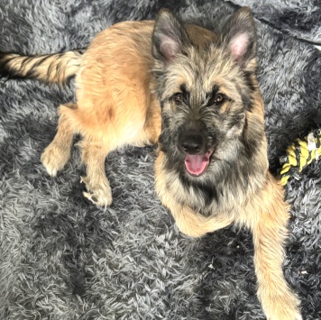 Собаки в добрые руки - Берта