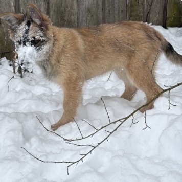 Собаки в добрые руки - Берта - 1