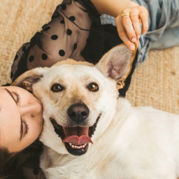 Собаки в добрые руки - Сия