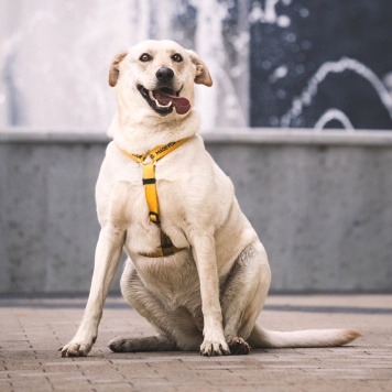 Собаки в добрые руки - Сия - 1