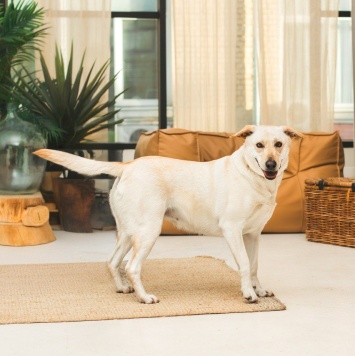 Собаки в добрые руки - Сия - 2