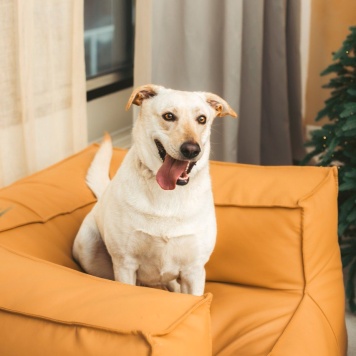 Собаки в добрые руки - Сия - 4