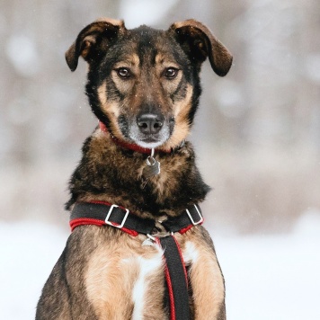 Собаки в добрые руки - Джума