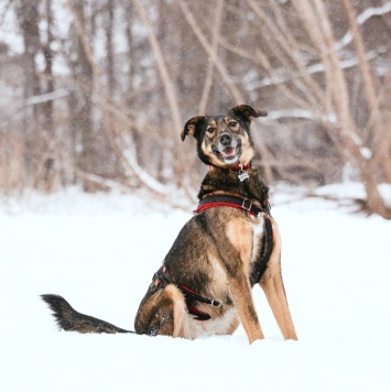 Собаки в добрые руки - Джума - 1