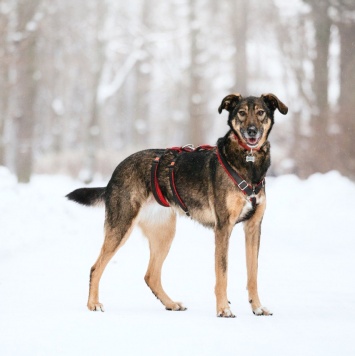 Собаки в добрые руки - Джума - 2