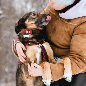 Собаки в добрые руки - Джума - 3