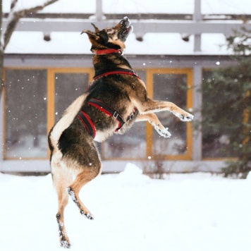 Собаки в добрые руки - Джума - 4