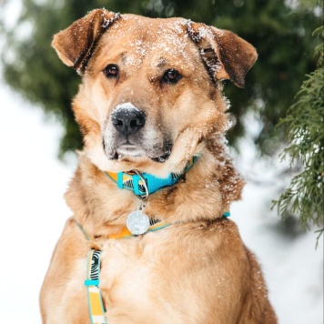 Собаки в добрые руки - Джек