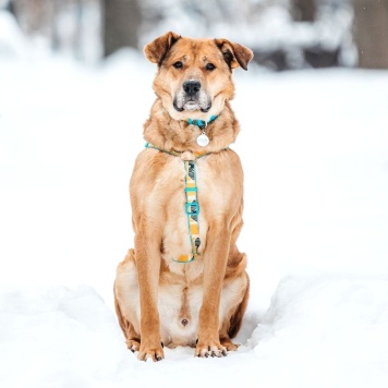 Собаки в добрые руки - Джек - 1