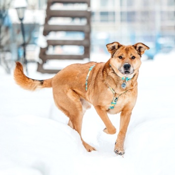 Собаки в добрые руки - Джек - 2