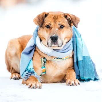 Собаки в добрые руки - Джек - 3