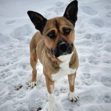 Собаки в добрые руки - Бука