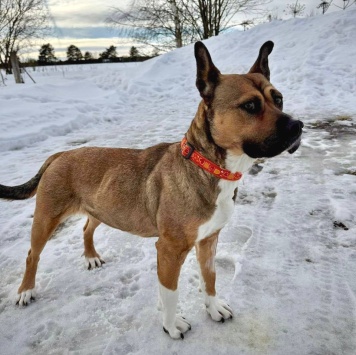 Собаки в добрые руки - Бука - 1