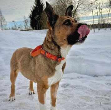 Собаки в добрые руки - Бука - 2