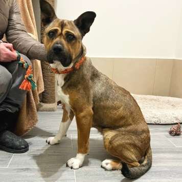 Собаки в добрые руки - Бука - 3