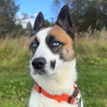 Деймон - Собаки в добрые руки