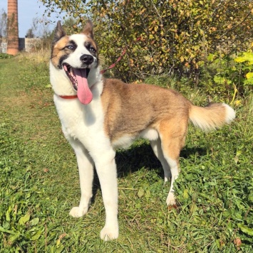 Собаки в добрые руки - Деймон - 1