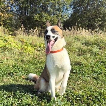 Собаки в добрые руки - Деймон - 2