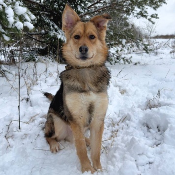 Собаки в добрые руки - Диггер