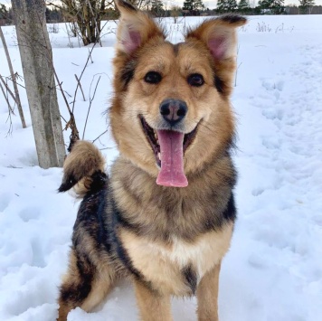 Собаки в добрые руки - Диггер - 1