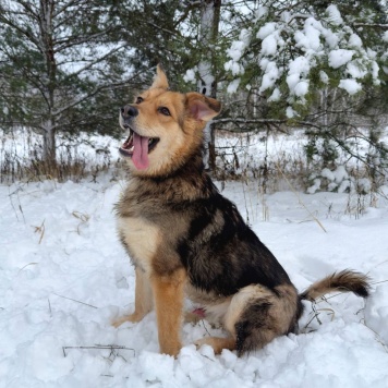 Собаки в добрые руки - Диггер - 2