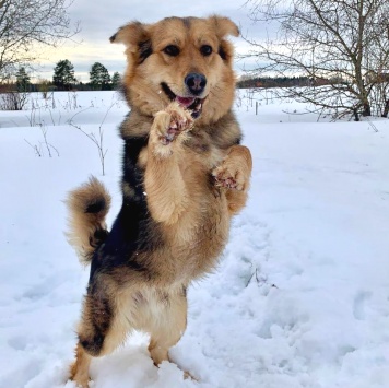 Собаки в добрые руки - Диггер - 3