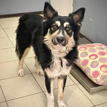 Собаки в добрые руки - Привет