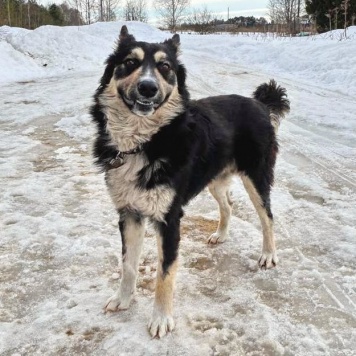 Собаки в добрые руки - Привет - 1