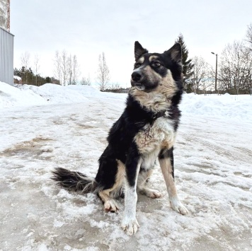 Собаки в добрые руки - Привет - 2