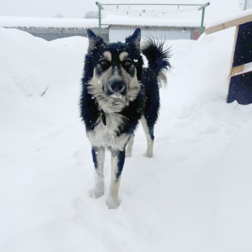 Собаки в добрые руки - Привет - 4